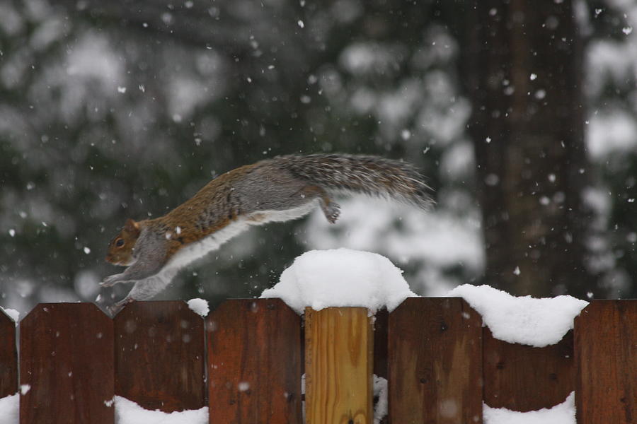 Squirrel Photograph - Great Jump by Vadim Levin