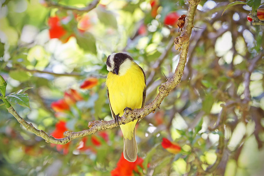 Great Kiskadee and Flowers Photograph by Peggy Collins