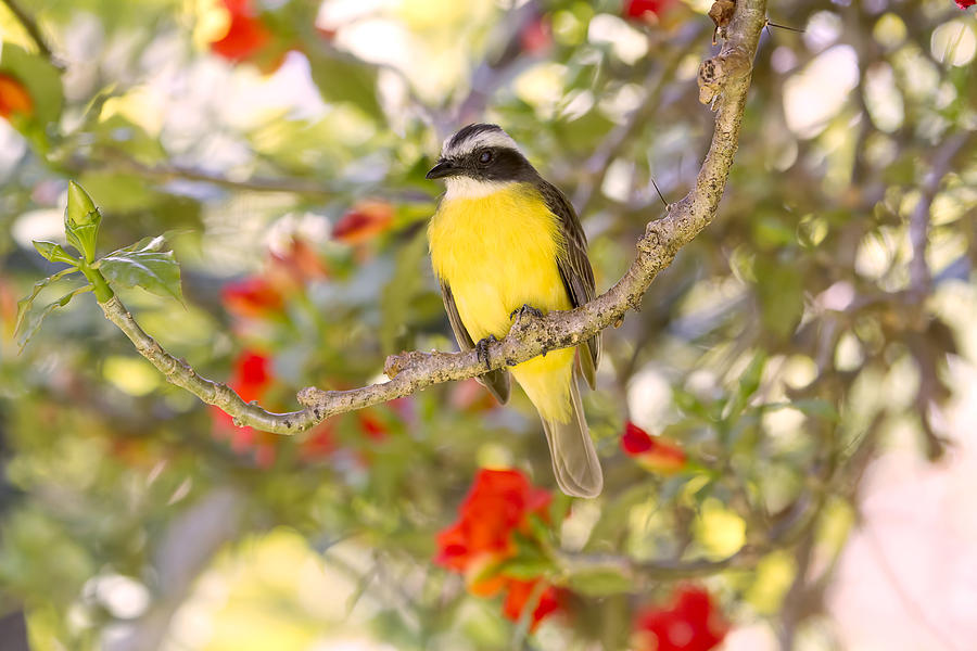 Great Kiskadee on a Branch Photograph by Peggy Collins