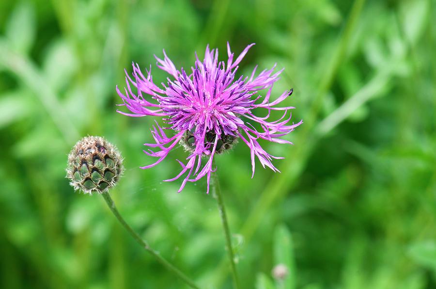 Great Knapweed (centaurea Scabiosa) Photograph by Sam K Tran/science ...