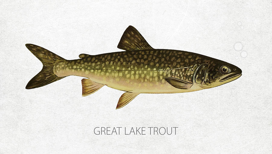 Trout Digital Art - Great Lake Trout by Aged Pixel