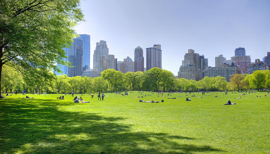 Great lawn in Central Park Photograph by Tetra Images