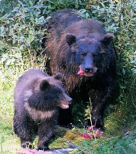 Grizzly Bear Photograph - Great Lunch Mum by Diane Holden
