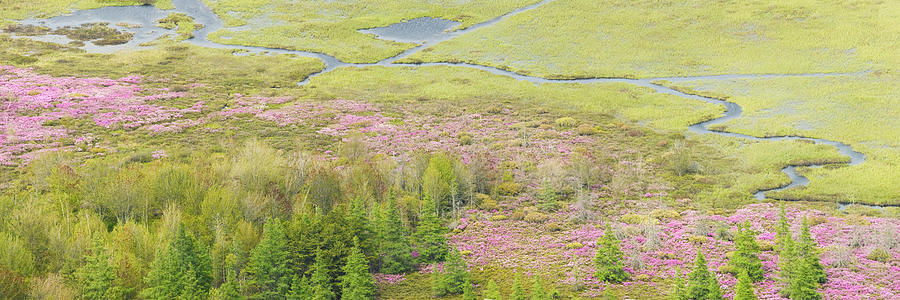 Great Meadow Flowers Blooming In Acadia National Park Photograph by Keith Webber Jr