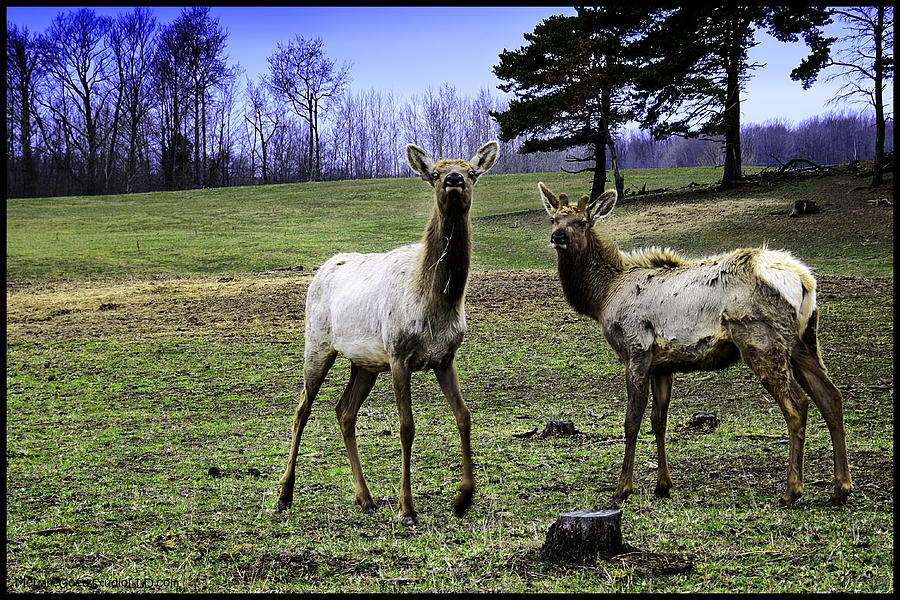 Great Michigan Elk Photograph by LeeAnn McLaneGoetz McLaneGoetzStudioLLCcom