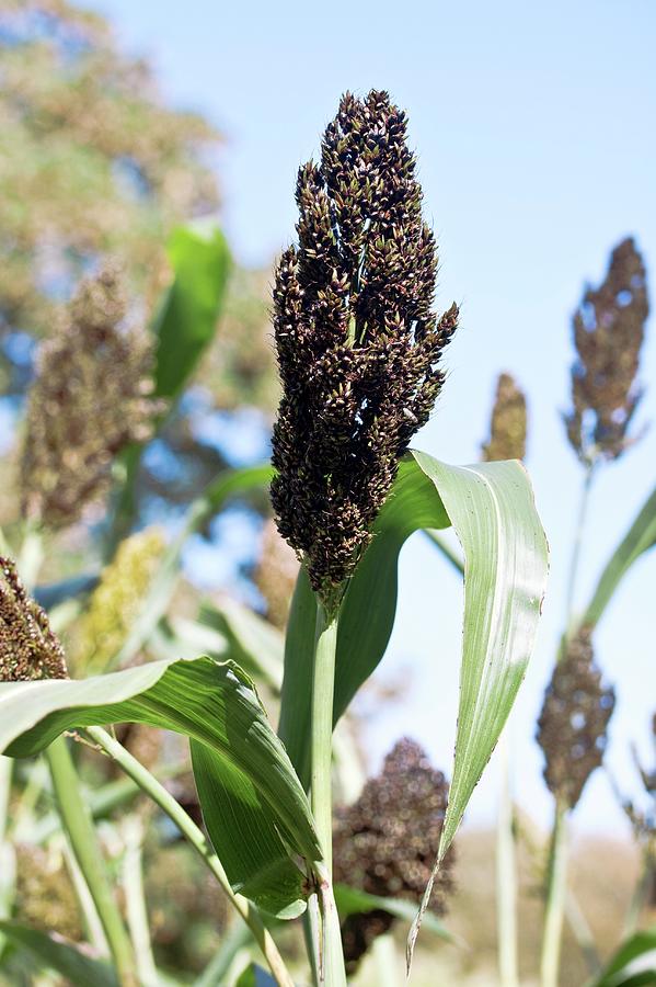 Great Millet (sorghum Bicolor) Photograph by Dan Sams/science Photo