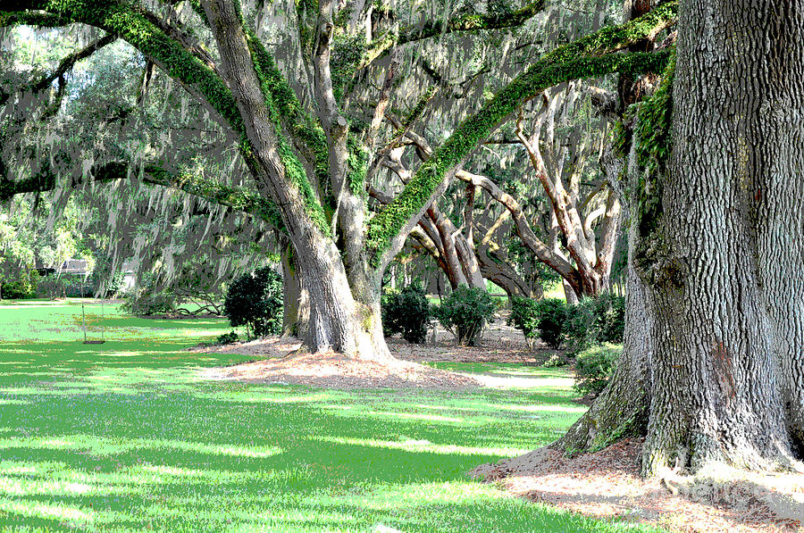 Great Oaks Photograph by Timothy Rinck - Fine Art America