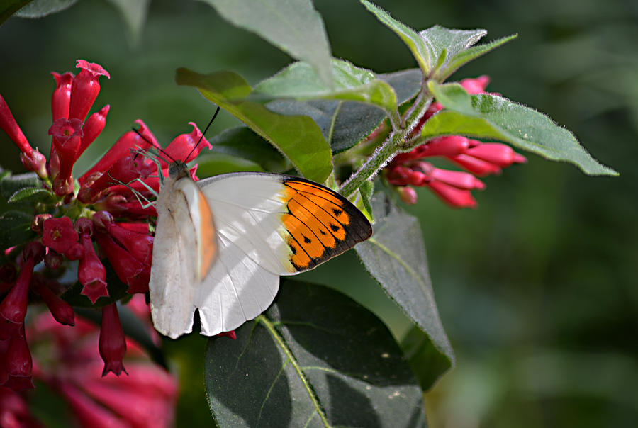 Great Orange Tip Butterfly Photograph by Judy Wanamaker