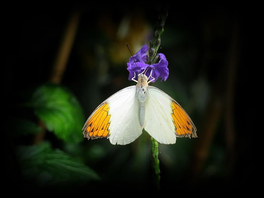 Orange Tip Butterfly Photograph by MTBobbins Photography