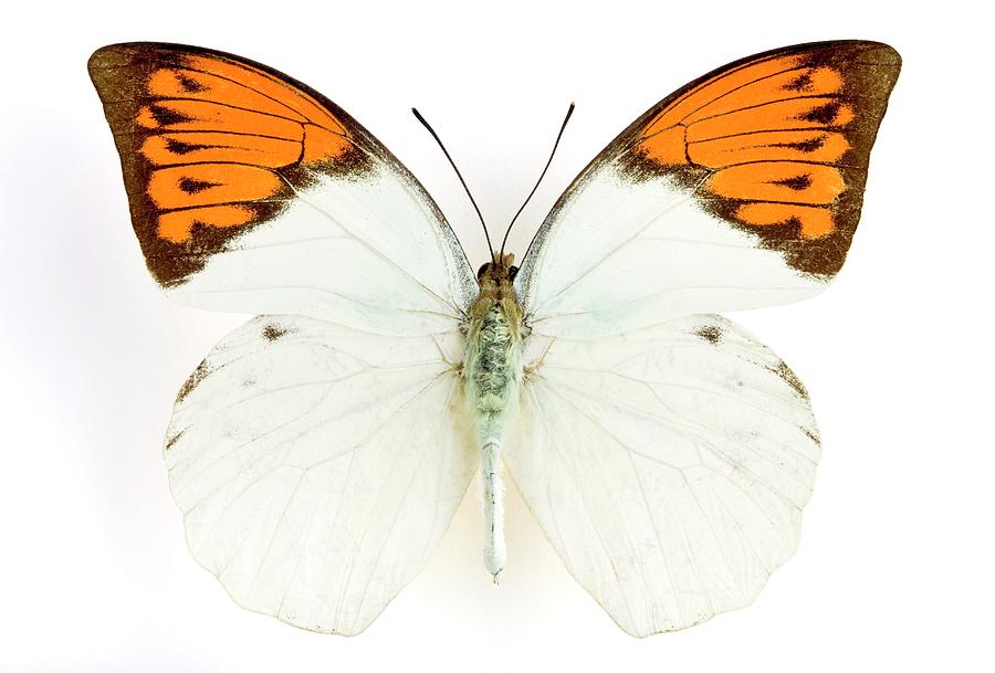 Great Orange Tip Butterfly Photograph by Pascal Goetgheluck/science Photo Library