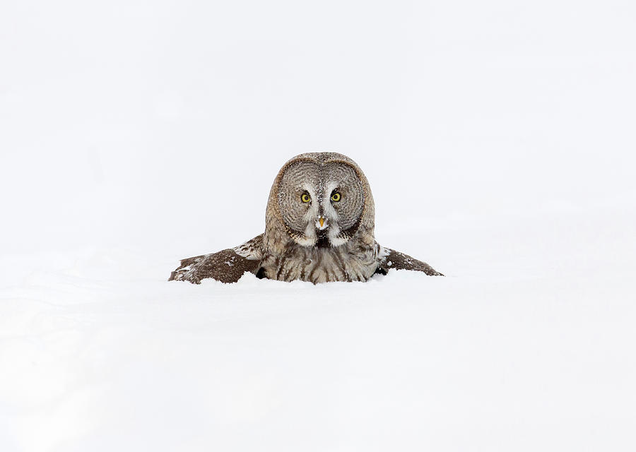 Great Owl Allocco Di Lapponia Strix Photograph by Amaurj Great Owl Allocco Di Lapponia Strix Photograph by Amaurj