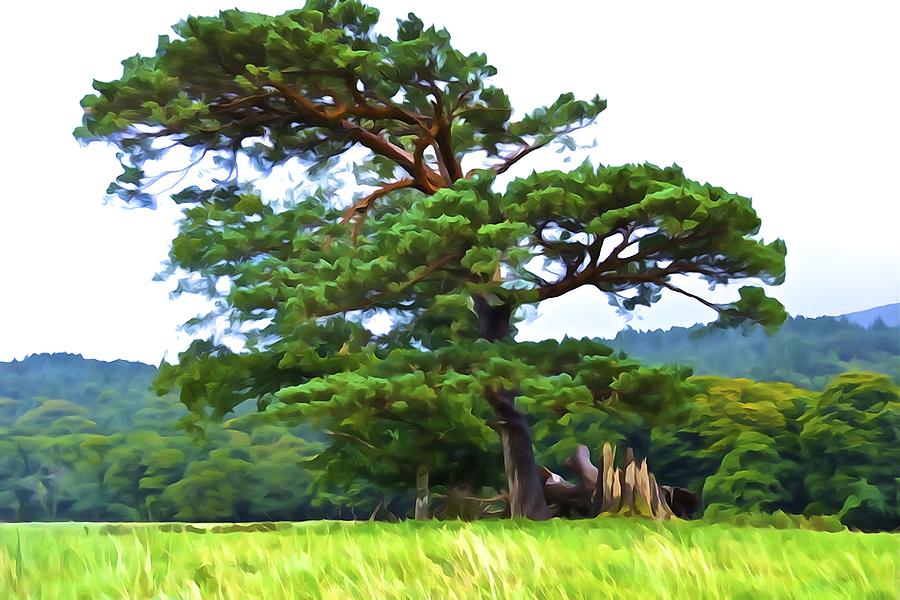 Tree Photograph - Great Pine by Norma Brock