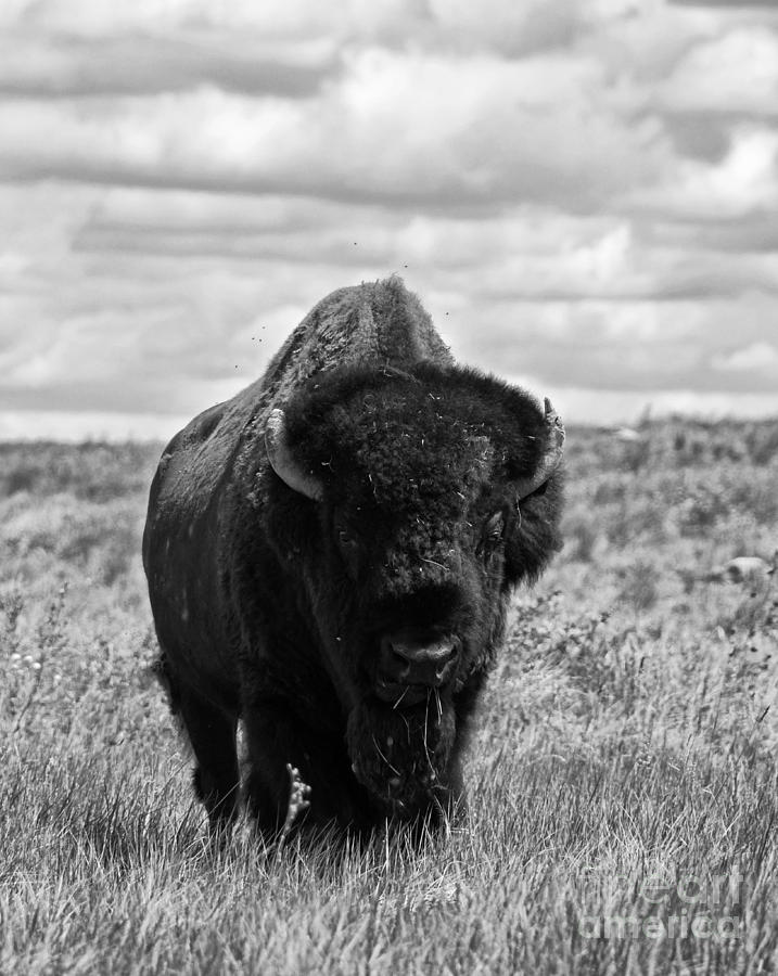Great Plains Grassland Photograph by Randy Beacham - Fine Art America