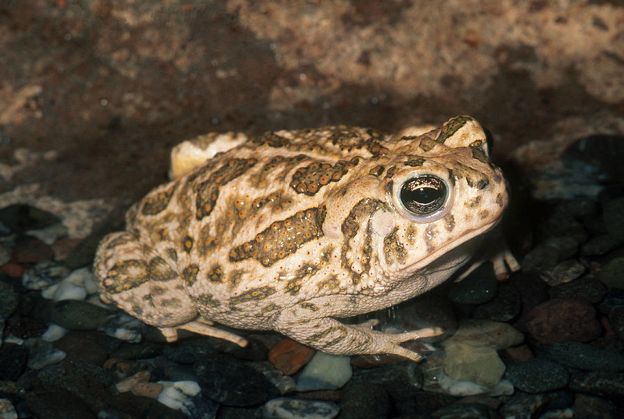 Great Plains Toad Photograph by Karl H. Switak