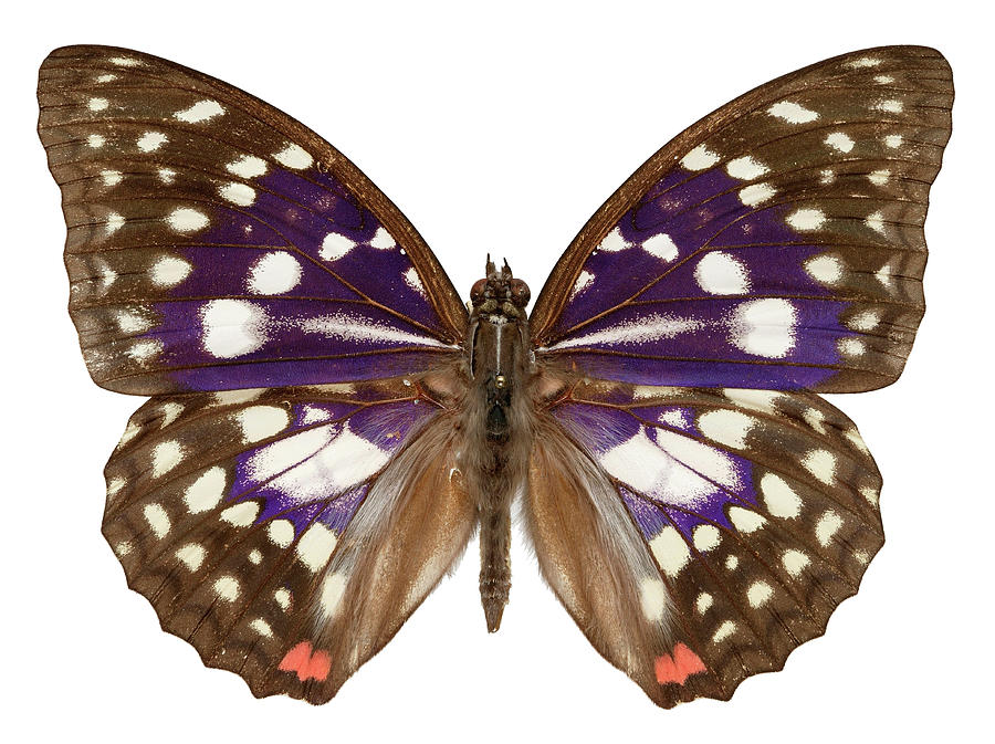 Great Purple Butterfly Photograph by Natural History Museum, London/science Photo Library
