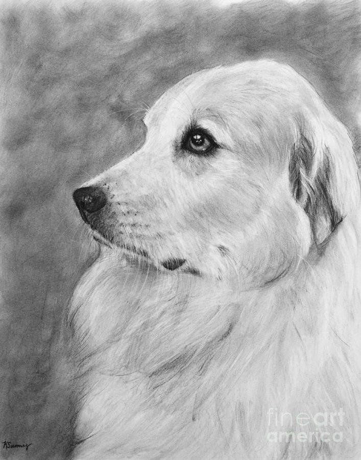Great Pyrenees in Profile Drawing Drawing by Kate Sumners