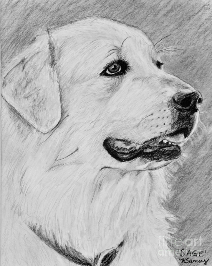 Great Pyrenees in Profile Drawing by Kate Sumners Pixels