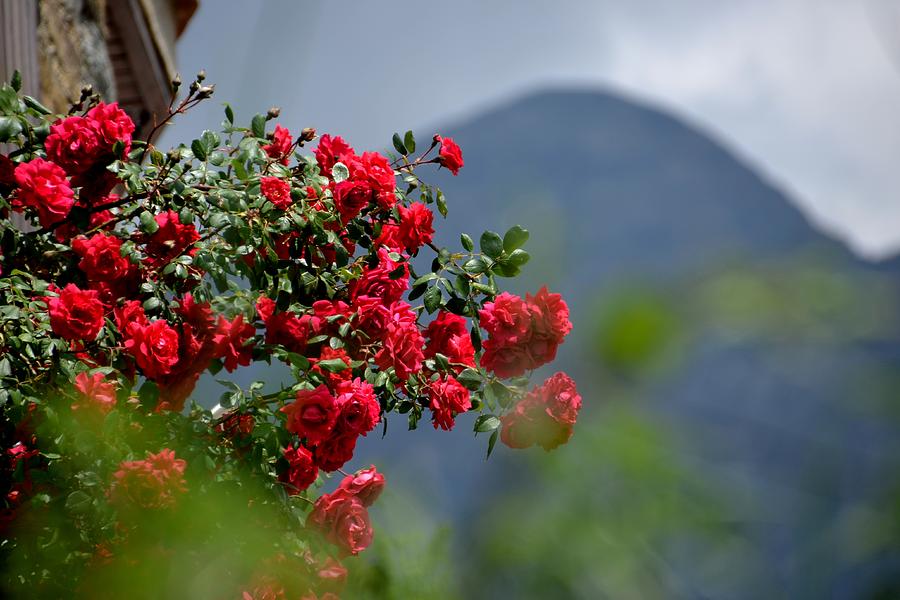Great Pyrenees roses Photograph by Toby McGuire