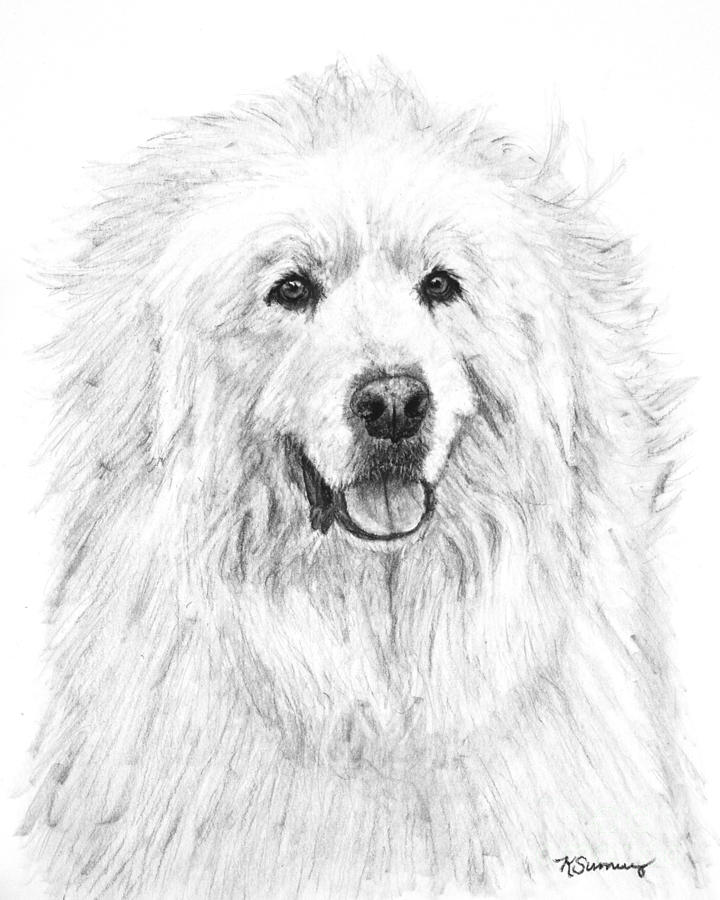 Great Pyrenees Study Drawing by Kate Sumners