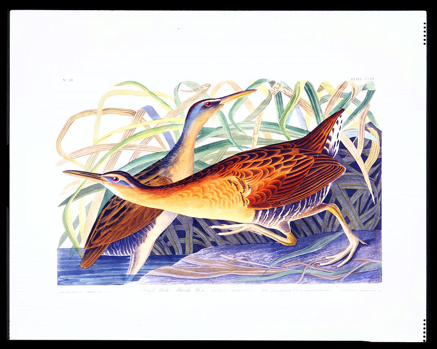 Great Red breasted Rail or Fresh water Marsh Hen Painting by MotionAge Designs