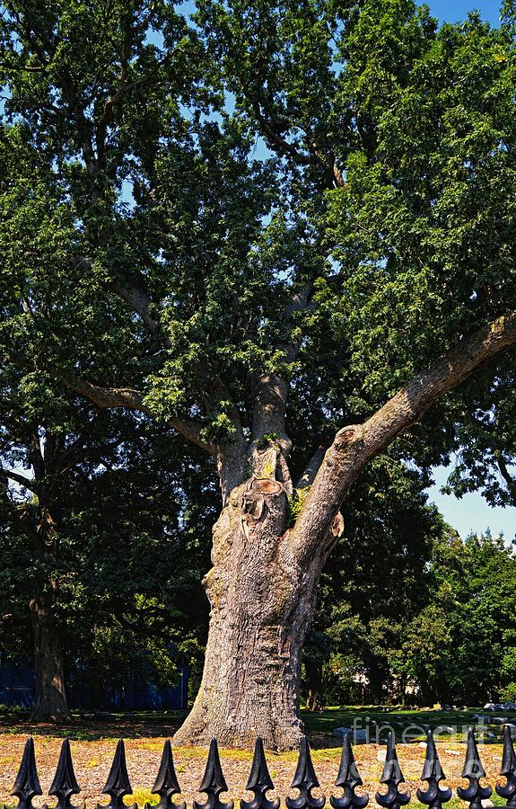 Great Salem Oak Tree Photograph by Sharon Woerner