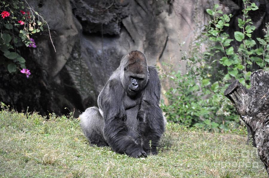Great Silverback Gorilla Photograph by John Black