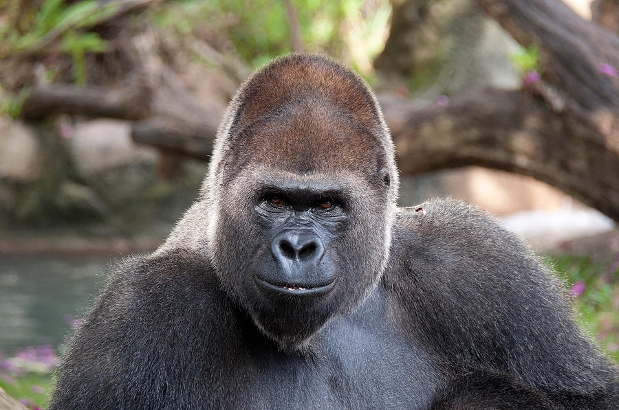 Great Silverback Gorilla - Sim Sim Photograph by John Black