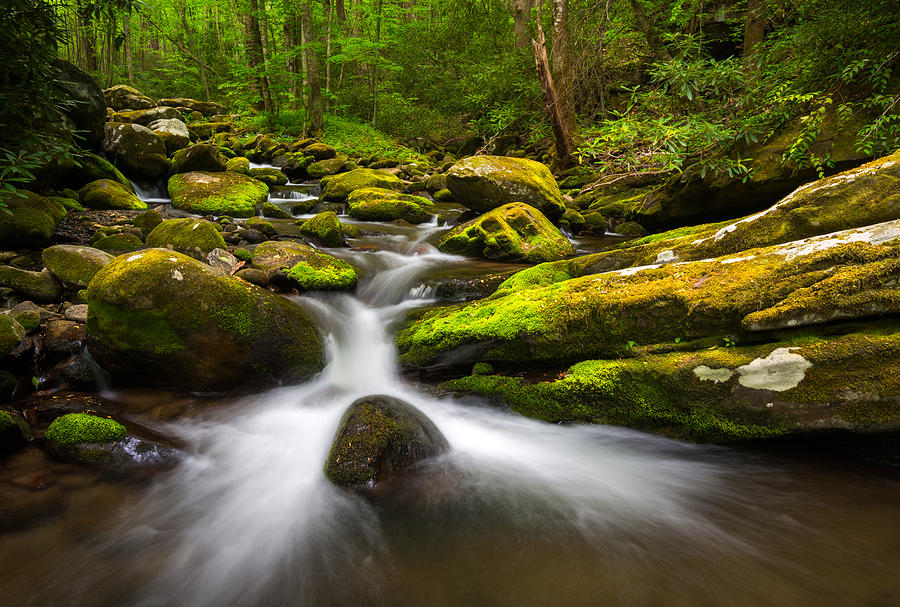 Nature Photograph - Great Smoky Mountains Gatlinburg TN Lush by Dave Allen