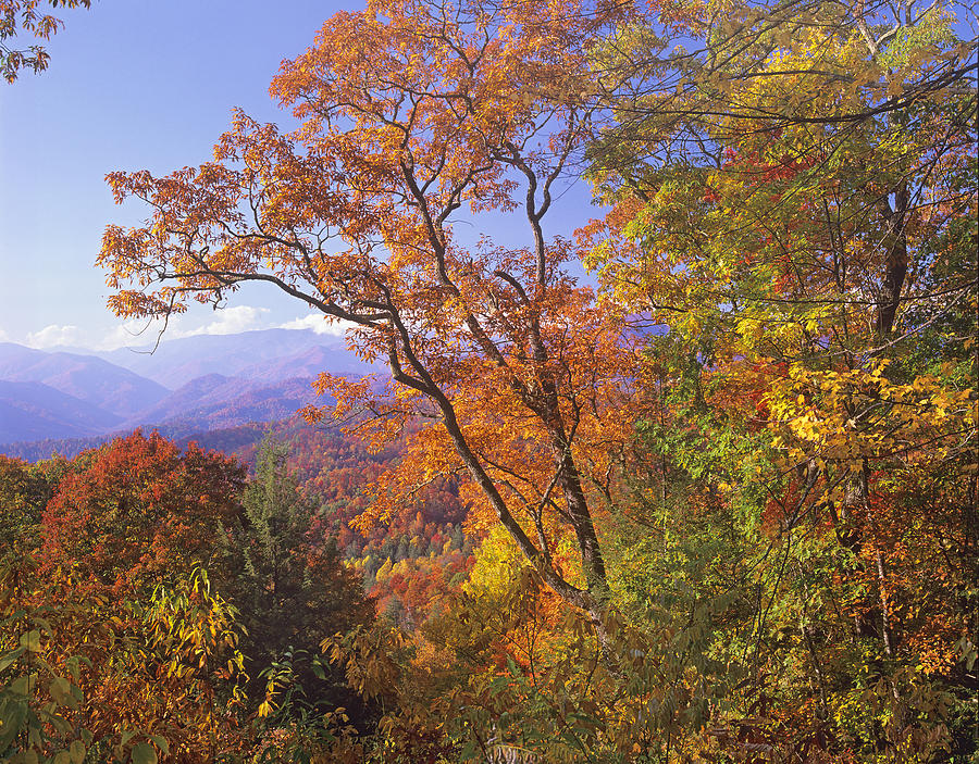 Great Smoky Mts from Blue Ridge Pkwy Photograph by Tim Fitzharris