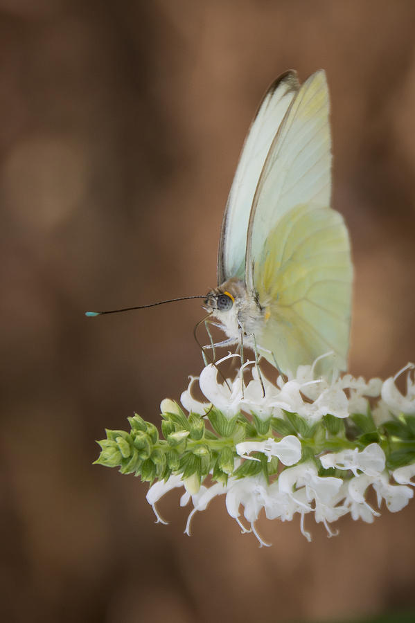 Great Southern White 2 Photograph by Penny Lisowski