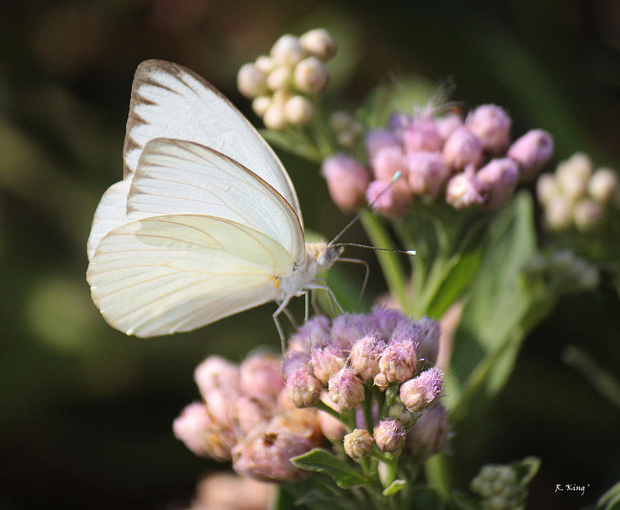 Image%20result%20for%20beautiful%20white%20butterfly