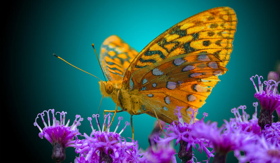 Great Spangled Fritillary 2 Photograph by Brian Stevens
