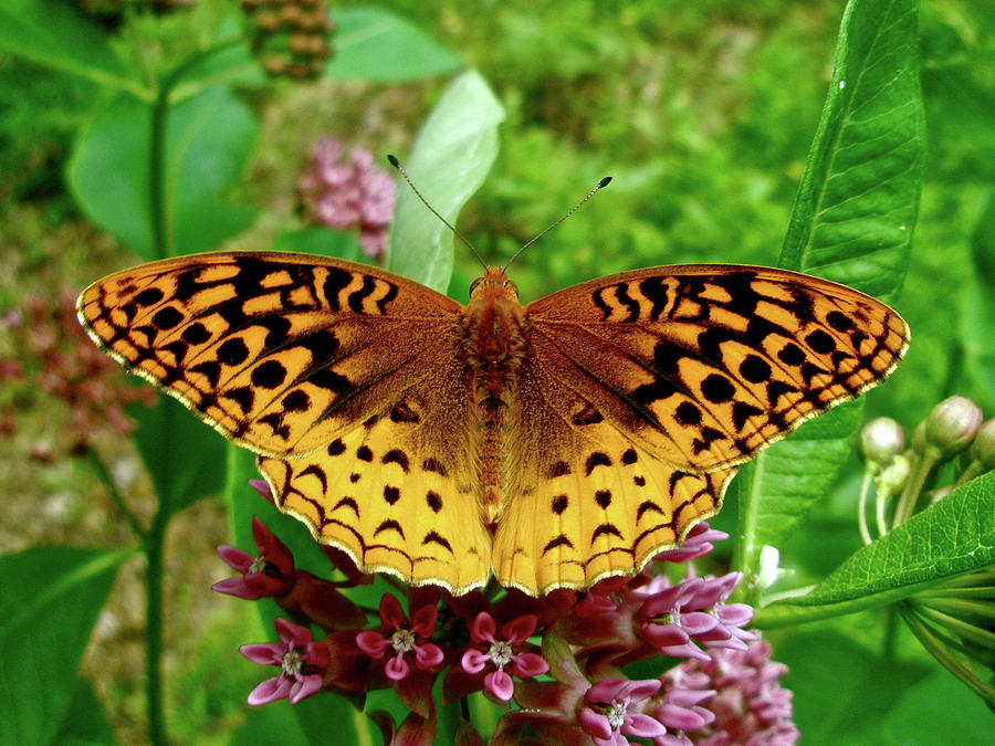 Great Spangled Fritillary Butterfly Photograph by Carol Senske