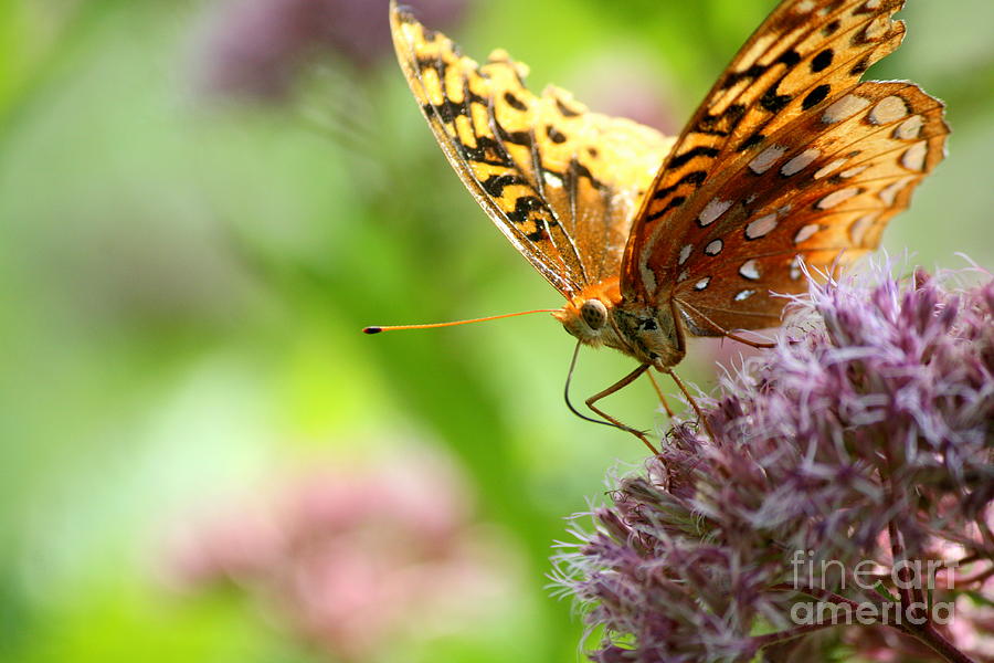 Great Spangled Fritillary Butterfly Portrait  Photograph by Neal Eslinger