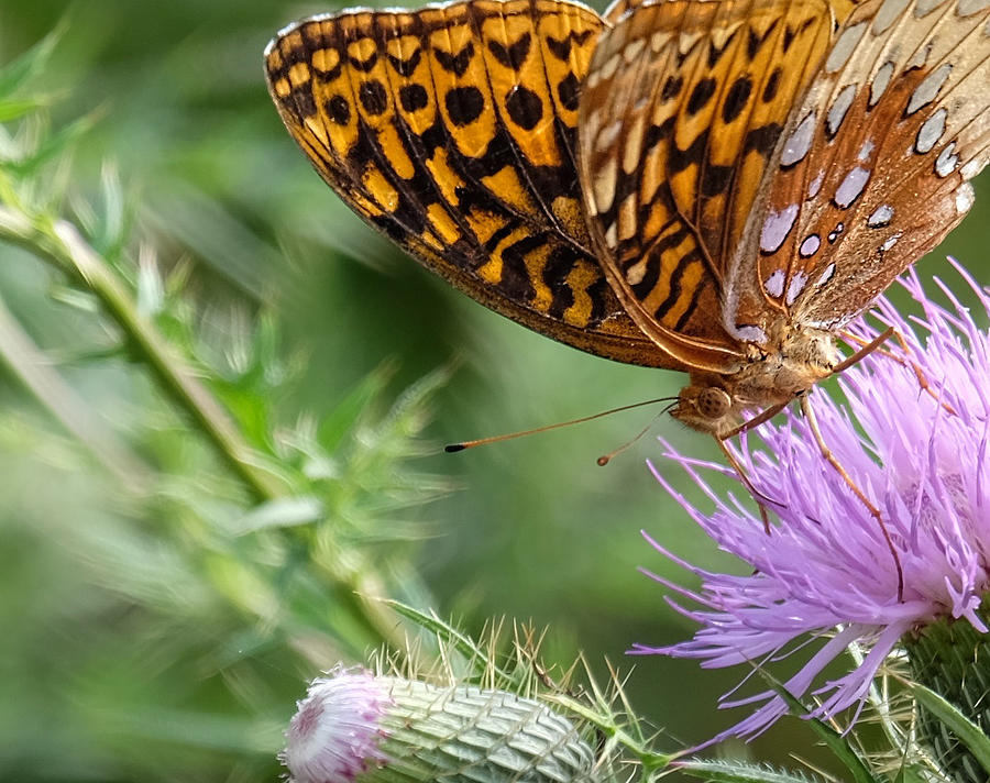 Great Spangled Fritillary Butterfly Photograph by Ronda Ryan
