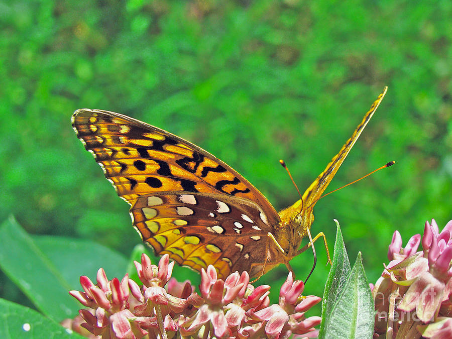 Great Spangled Fritillary Butterfly - Speyeria cybele Photograph by Carol Senske