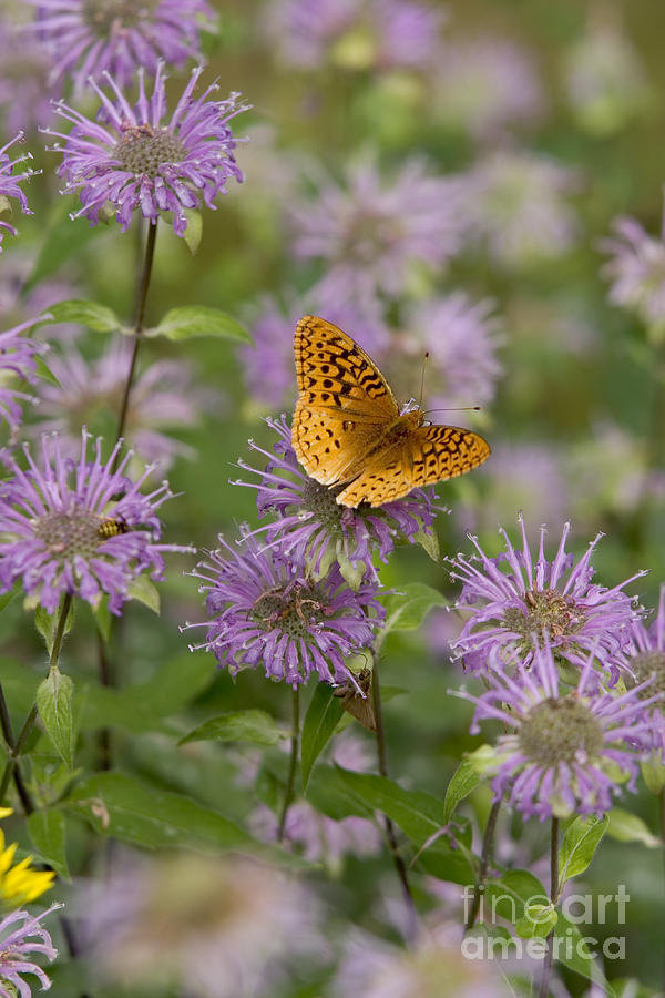 Great Spangled Fritillary Photograph by Gregory K Scott