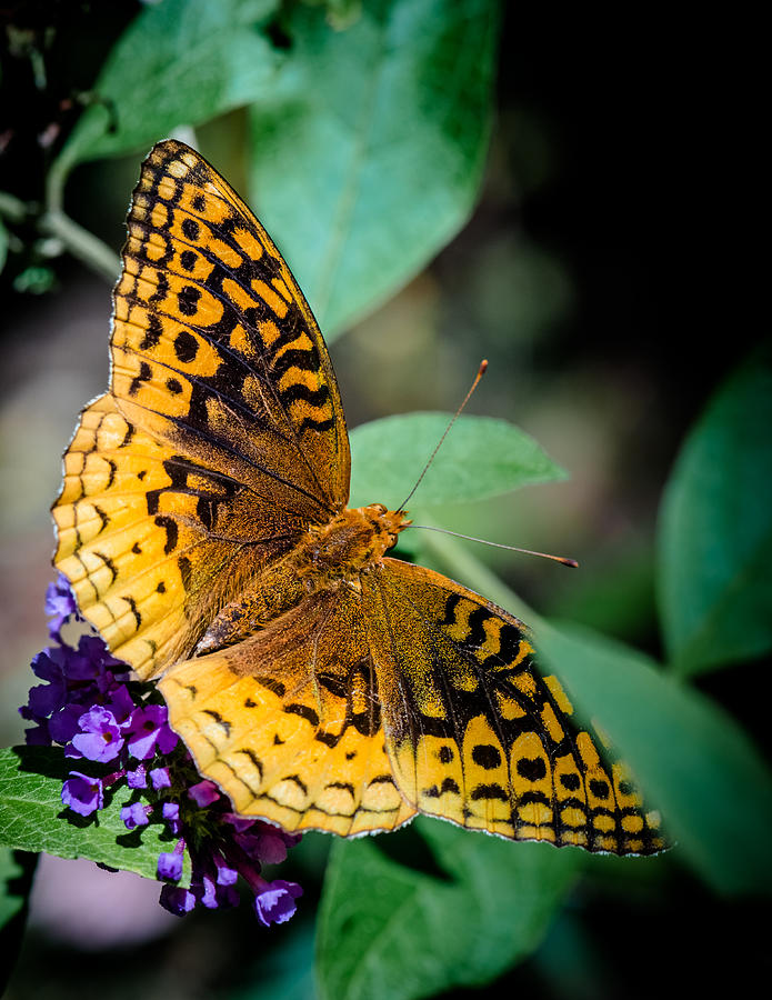 Great Spangled Fritillary  Photograph by Jim DeLillo