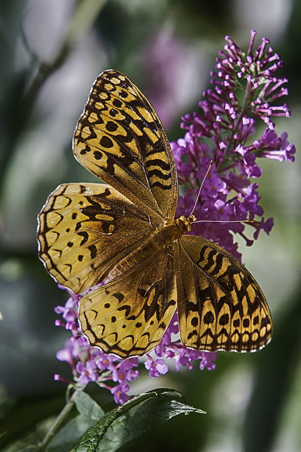 Butterfly Photograph - Great Spangled Fritillary by John Haldane