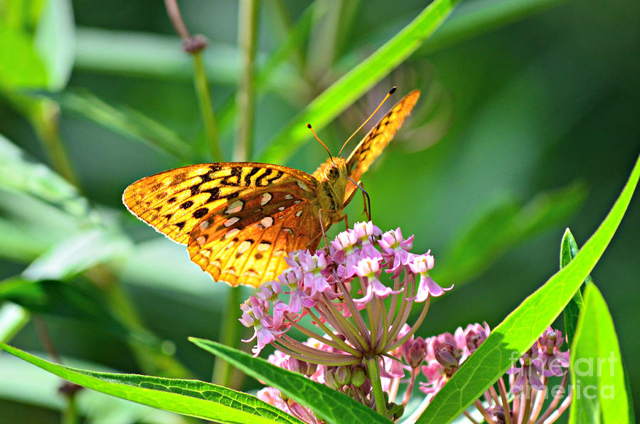 Great Spangled Fritillary Photograph by Lila Fisher-Wenzel