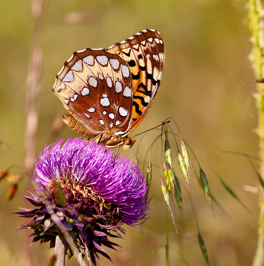 Great Spangled Fritillary Photograph by Melinda Fawver