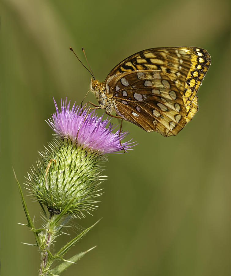 Great Spangled Fritillary On A Thistle Flower Photograph by Thomas Young