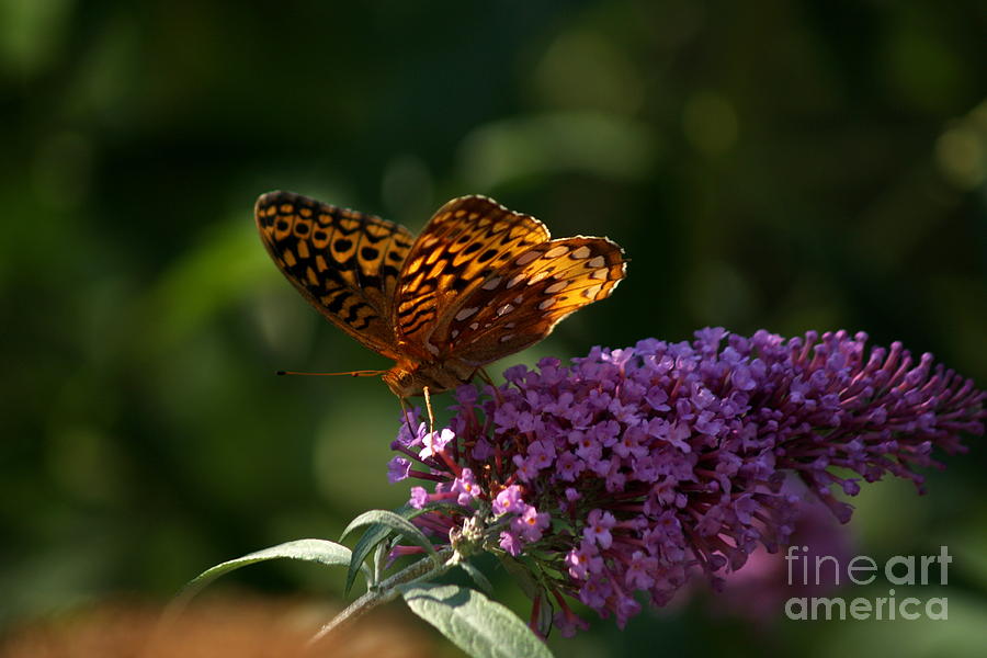 Great Spangled Fritillary on Butterfly Bush Photograph by Anna Lisa Yoder