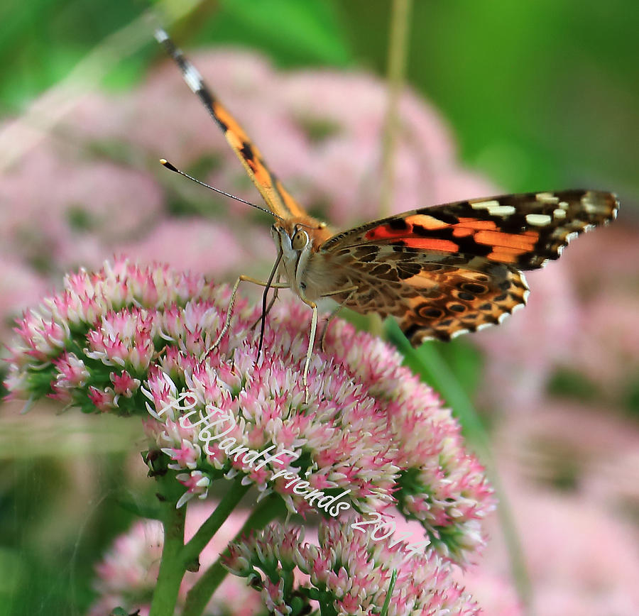 Great Spangled Fritillary Photograph by PJQandFriends Photography