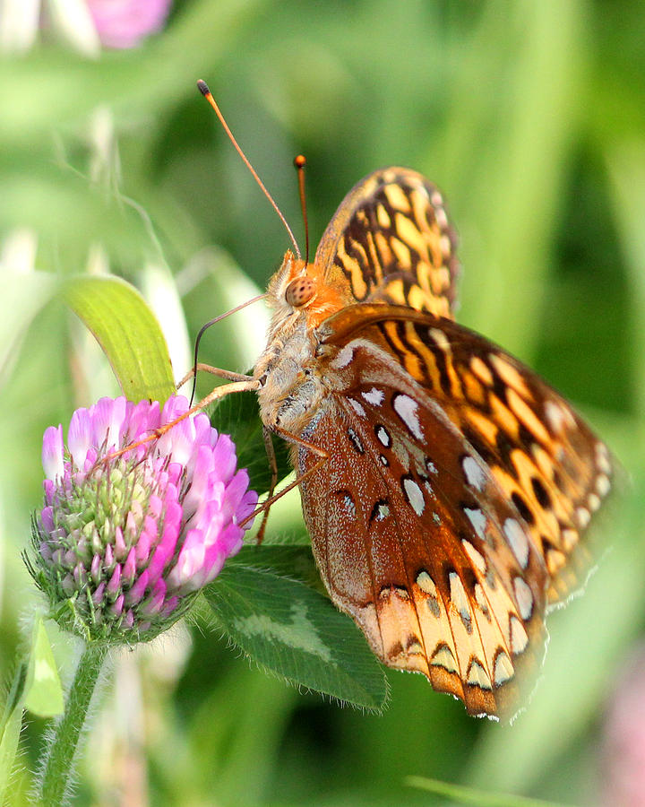 Great Spangled Fritillary Speyeria cybele Photograph by Brook Burling