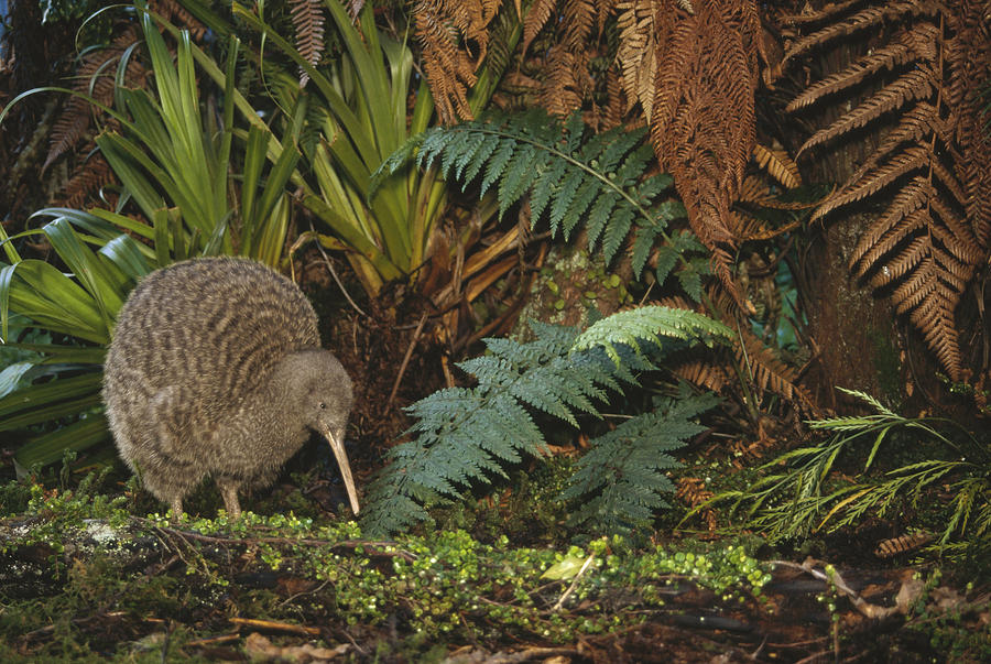 Great Spotted Kiwi Male In Rainforest Photograph by Tui De Roy