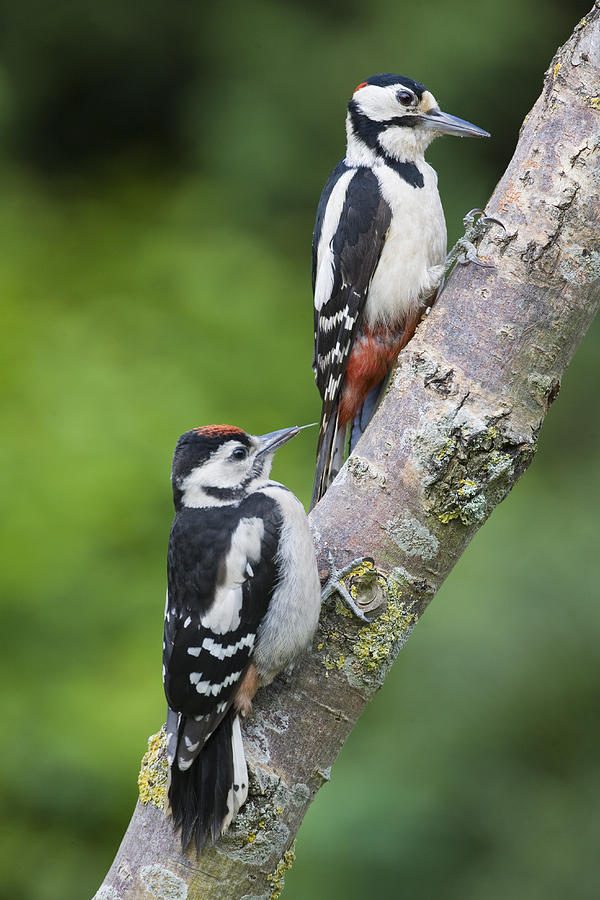 Great Spotted Woodpecker And Juvenile Photograph by Dickie Duckett