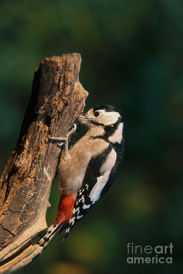 Great Spotted Woodpecker Photograph by B. Volmer
