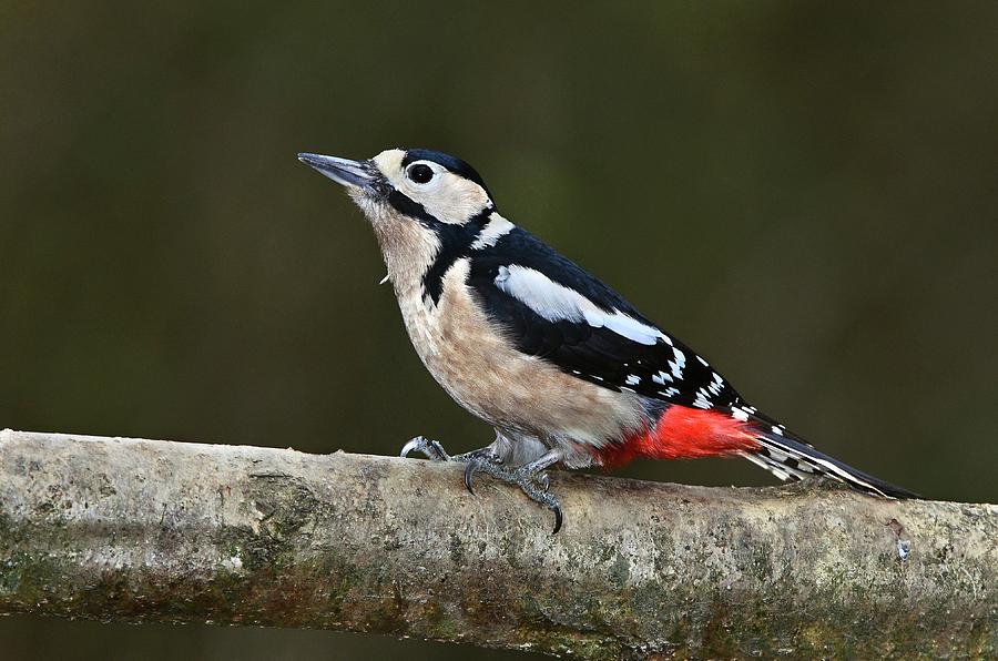 Great Spotted Woodpecker Photograph by Colin Varndell/science Photo ...