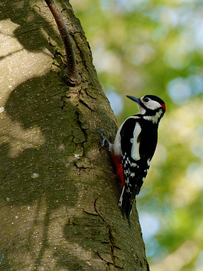 Great Spotted Woodpecker Photograph by David Beebe